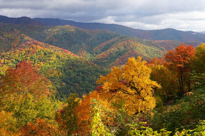 smoky mountain fall foliage